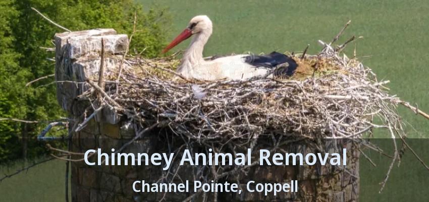 Chimney Animal Removal Channel Pointe, Coppell - TX