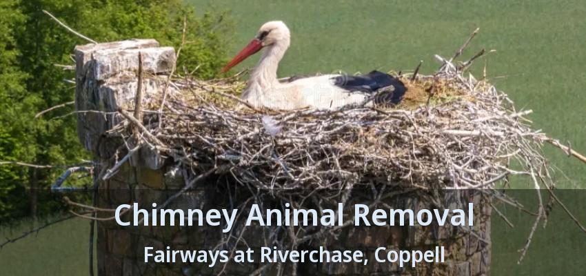 Chimney Animal Removal Fairways at Riverchase, Coppell - TX