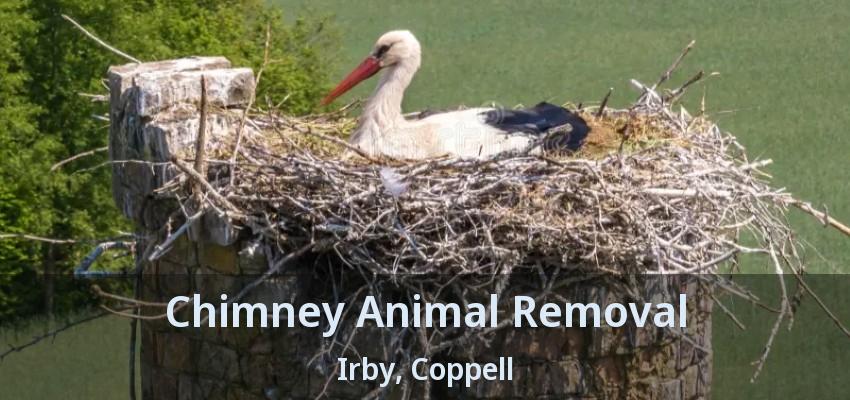Chimney Animal Removal Irby, Coppell - TX