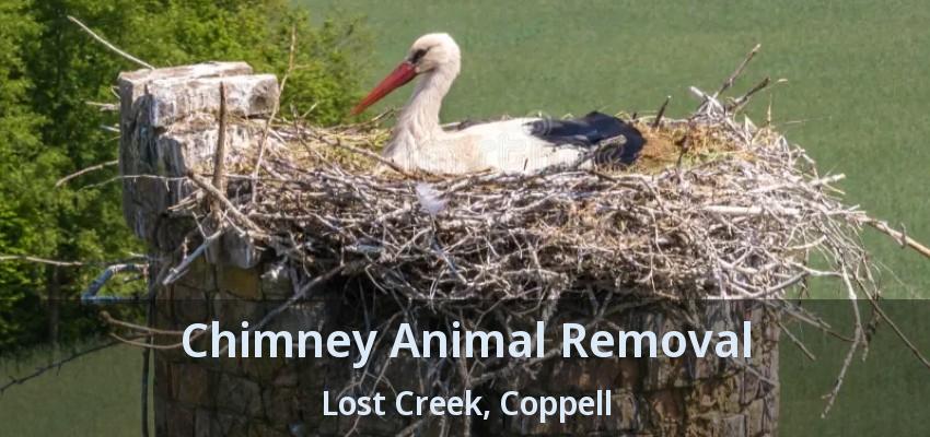 Chimney Animal Removal Lost Creek, Coppell - TX