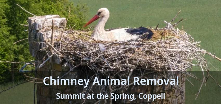 Chimney Animal Removal Summit at the Spring, Coppell - TX