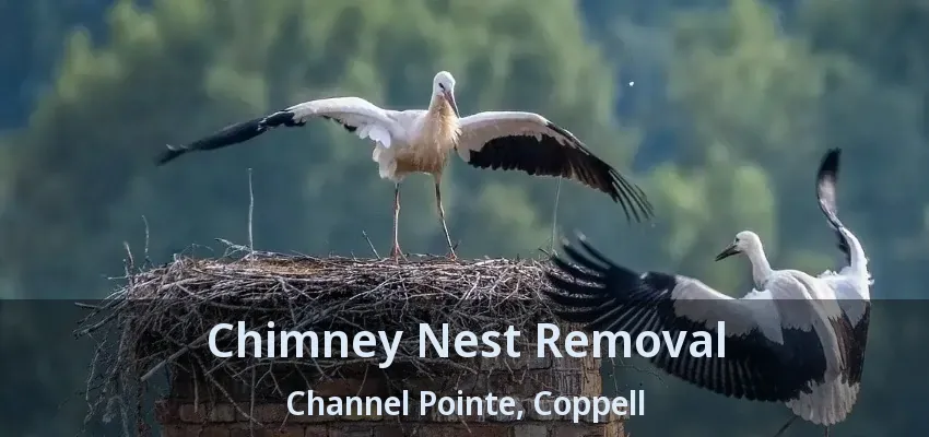 Chimney Nest Removal Channel Pointe, Coppell - TX