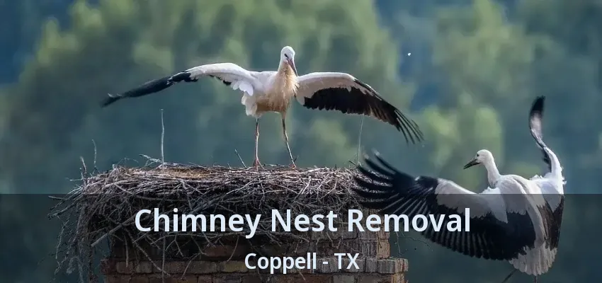 Chimney Nest Removal Coppell - TX