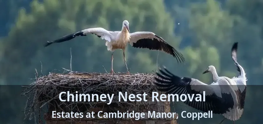 Chimney Nest Removal Estates at Cambridge Manor, Coppell - TX