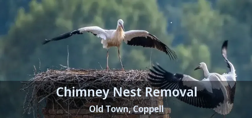 Chimney Nest Removal Old Town, Coppell - TX