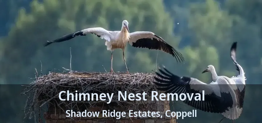 Chimney Nest Removal Shadow Ridge Estates, Coppell - TX