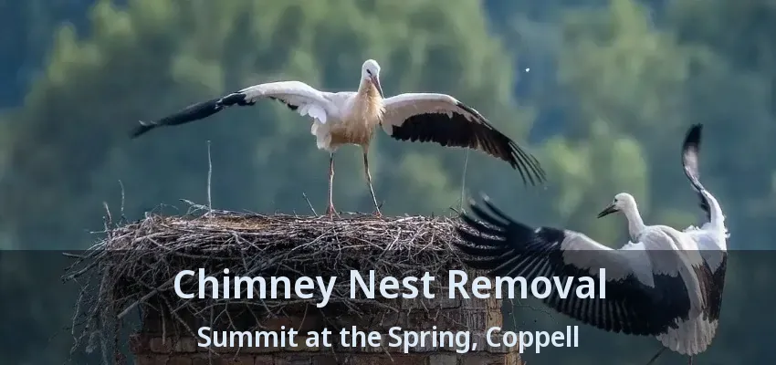 Chimney Nest Removal Summit at the Spring, Coppell - TX