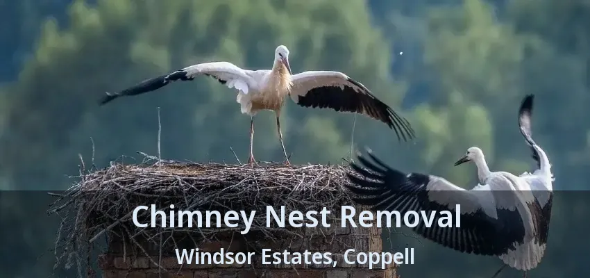Chimney Nest Removal Windsor Estates, Coppell - TX