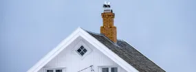 Chimney Nest Removal Coppell